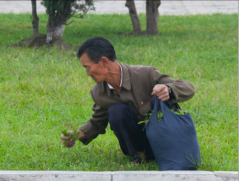 north korean picking grass for food in north korea