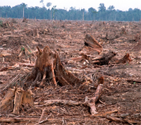 deforestation in sumatra, indonesia